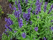 autumn sage for sale autumn sage for sale La Canada Flintridge