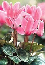Ciclamino rosa semi usato  Trappeto