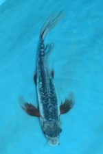 Butterfly shusui koi for sale  Estill