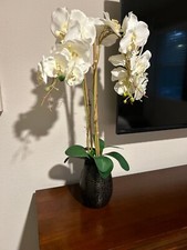 White steams orchids for sale  Winter Garden