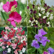 Sweet pea huge for sale  SALISBURY