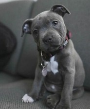 Cucciolo pittbull dogo usato  Stignano