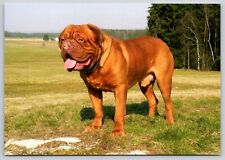 Postcard dogue bordeaux d'occasion  Expédié en Belgium