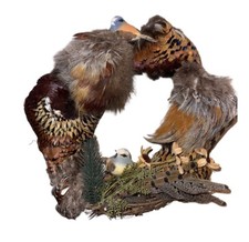 Ring neck pheasant for sale  Yankton