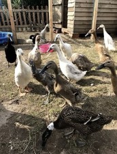 Domestic indian runners for sale  MANSFIELD