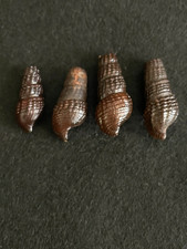 Usado, 4 Pachymelania fusca Gmelin 21 mm - 28 mm República Democrática do Congo comprar usado  Enviando para Brazil