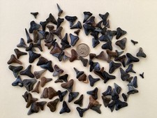 100 fossil shark for sale  Venice