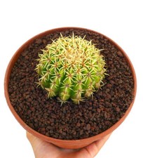 Echinocactus grusonii forma usato  Napoli