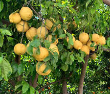 Citrus limon sorrento d'occasion  Expédié en France