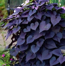 Planta de videira de batata doce ornamental preta roxa para recipientes cesta interna vaso, usado comprar usado  Enviando para Brazil