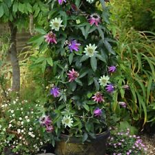 Passiflora tricolour exotic for sale  IPSWICH