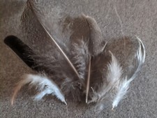 Federn zum basteln gebraucht kaufen  Braunfels