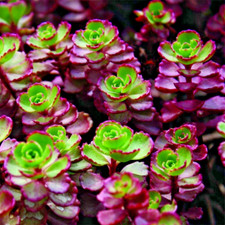 Sedum red carpet for sale  Scranton