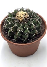 Discocactus crystallophilus ve usato  Roma