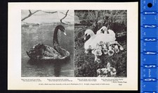 Swans black australian for sale  Enterprise