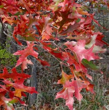 Quercus texana nuttall usato  Napoli