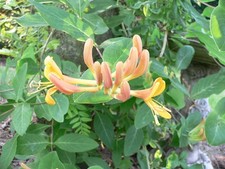 Lonicera brownii dropmore for sale  STOKE-ON-TRENT
