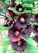 Hollyhock nigra alcea for sale  Sevierville