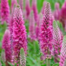 Veronica plug plants for sale  LONDON