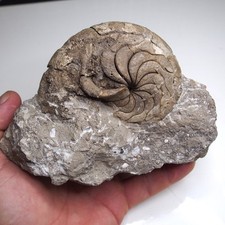 Aturia sp. 1,37 kg Lote de fósseis de amonita Nautilus moluscos comprar usado  Enviando para Brazil