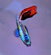 Red dragon guppy for sale  Yakima