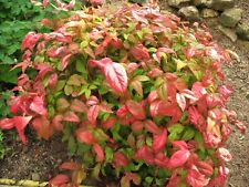 Firepower nandina heavenly for sale  Pelzer
