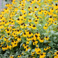 Clasping coneflower pollinator for sale  Sevierville