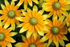 Flower rudbeckia prairie for sale  WREXHAM