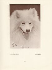 Samoyede samoyed old d'occasion  Expédié en Belgium