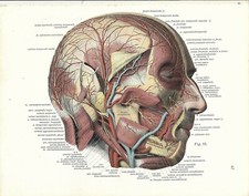 Usado, Stampa antica ANATOMIA APPARATO SANGUIGNO CAPO medicina 1938 Antique print comprar usado  Enviando para Brazil