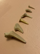 Shark teeth british for sale  MARKET DRAYTON