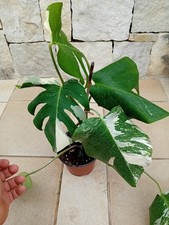 Monstera albo variegata usato  Bisceglie