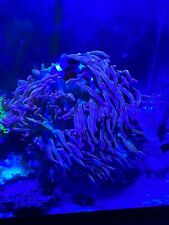 Anemone for sale  Fredericksburg