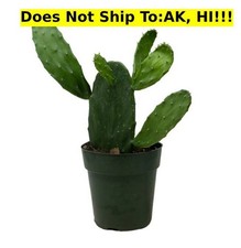 Prickly pear cactus for sale  Homestead