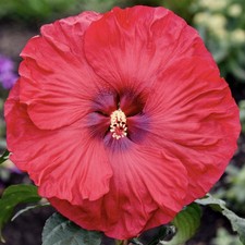 Valentine crush hardy for sale  Waterloo