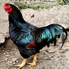 Npip dark cornish for sale  Columbia City