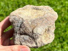 Maiasaura dinosaur vertebrae for sale  Coppell