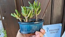 Crassula ovata lady d'occasion  Cagnes-sur-Mer