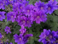 geraniums for sale geraniums for sale SWADLINCOTE