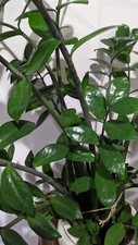 Sale three plant for sale  Irvine