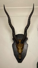 Taxidermy mounted indian for sale  WIGAN