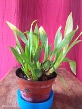 Oncidium tiny twinkle for sale  CONGLETON