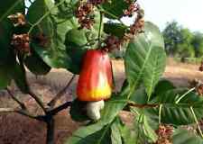 Anacardio occidentale anacardi usato  Trappeto
