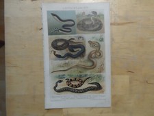 Rig chromolithographie giftsch gebraucht kaufen  Langquaid