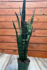 snake plant medium for sale snake plant medium for sale Fleming Island