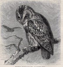 Tawny owl forest for sale  Brooklyn