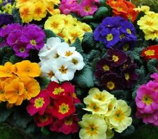 Primula tobie mix for sale  WORKSOP