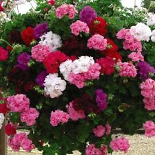 Geranium rosebud collection for sale  IPSWICH