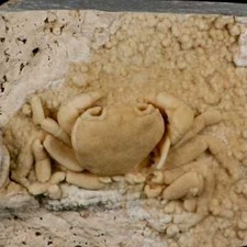 Usado, Caranguejo de água doce fóssil Potaman Sp 3,1" na bacia de travertino Denizli sudoeste comprar usado  Enviando para Brazil