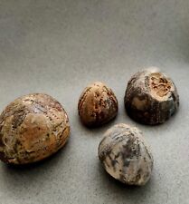 Petit lot echinocorys d'occasion  Plumelec